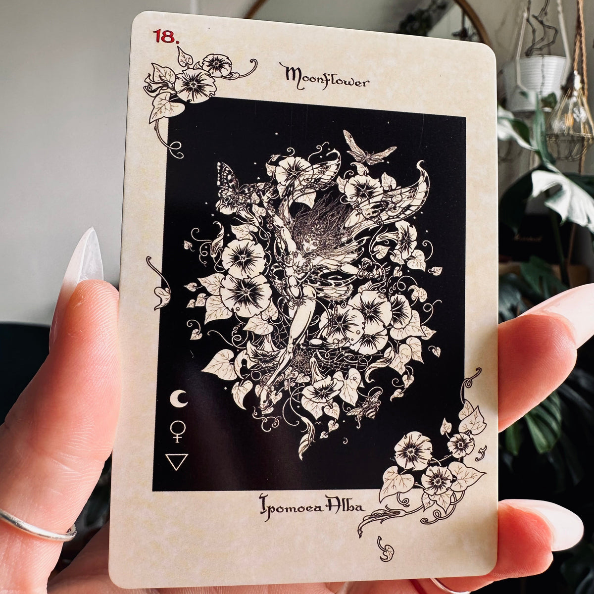 Back of The Magickal Botanical Oracle box on black fabric - Let's Jam tarot and oracle, Camden Market London
