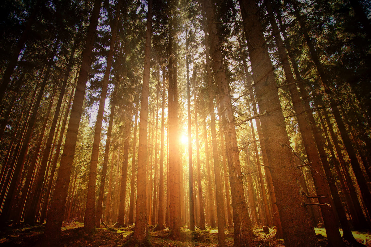 Sunrise bursting through tall forest trees - Let's Jam plants a tree for every online order, Camden Market London